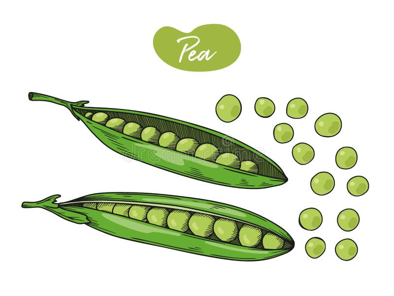Pea Draw Stock Illustrations – 478 Pea Draw Stock Illustrations