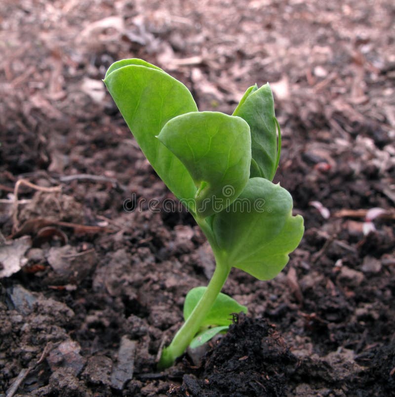 Tiny pea seedling emerging from the spring soil. Tiny pea seedling emerging from the spring soil