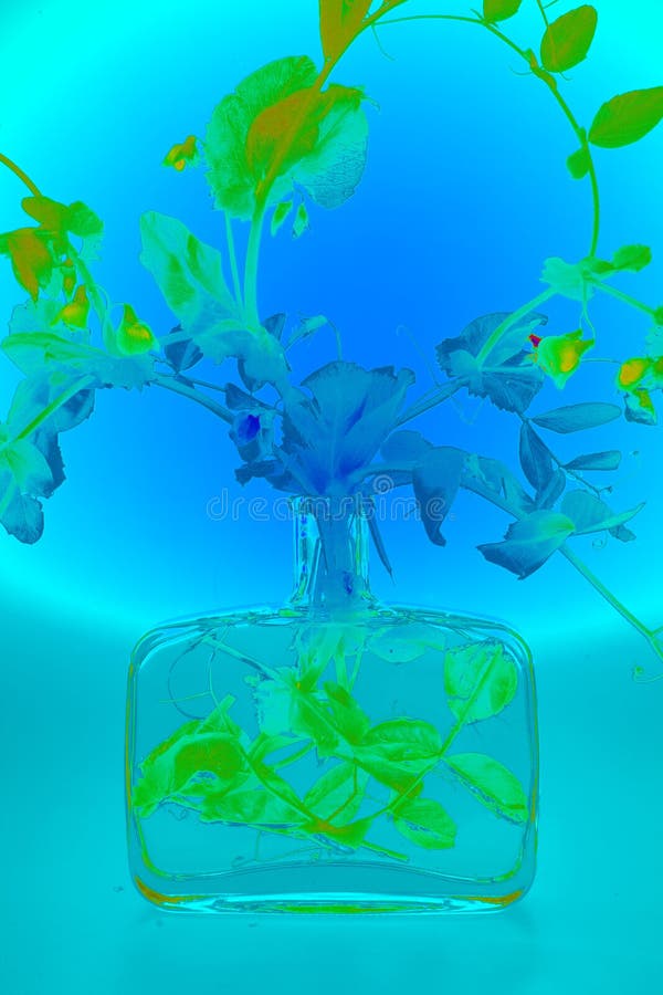 A pea plant in a rectangular glass bottle, in infrared light with artificial color. A pea plant in a rectangular glass bottle, in infrared light with artificial color.