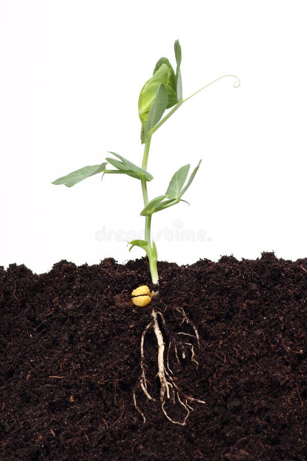 Green sweet pea sprout growing in soil. Green sweet pea sprout growing in soil