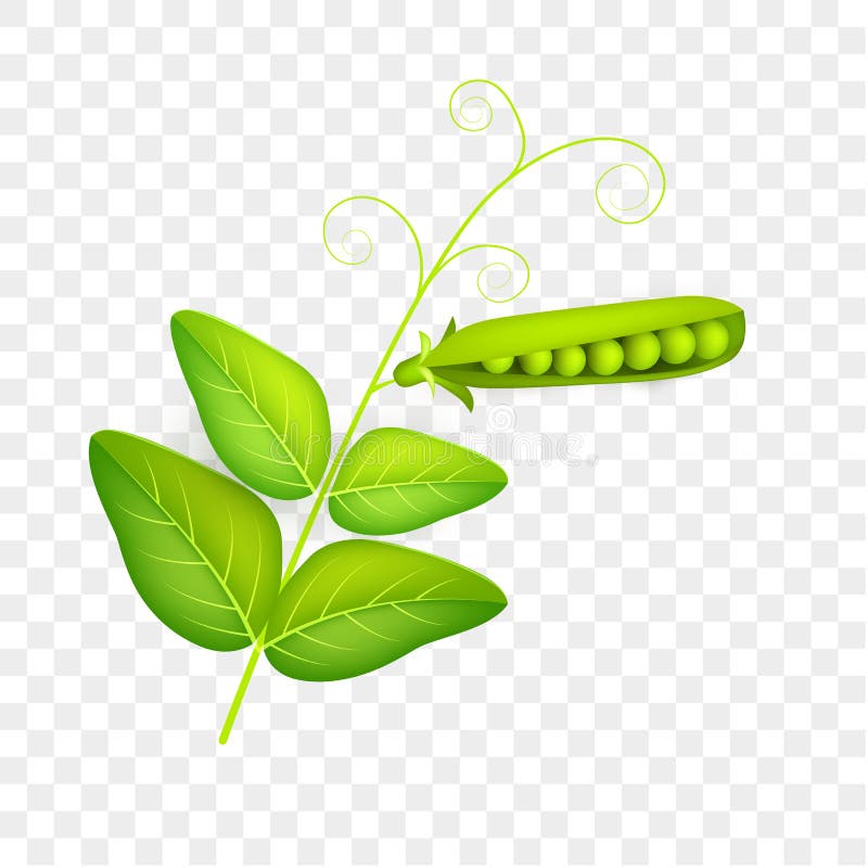 Pea Pod with Leaves Isolate on White Background. Vegetable 3d Vector ...