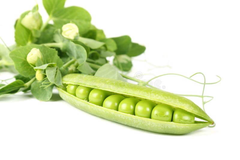 Pea pods stock image. Image of life, fruit, nature, close 21329107