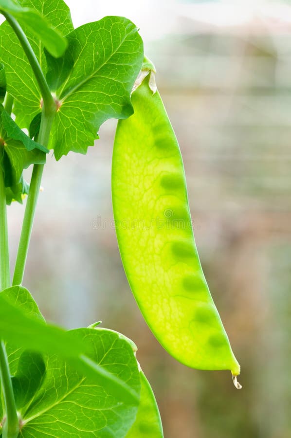 Pea pods on the vine stock photo. Image of peas, climb 26055648