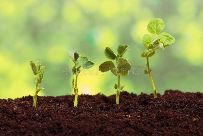 Germinating pea seeds stock photo. Image of fecund, season 40069154