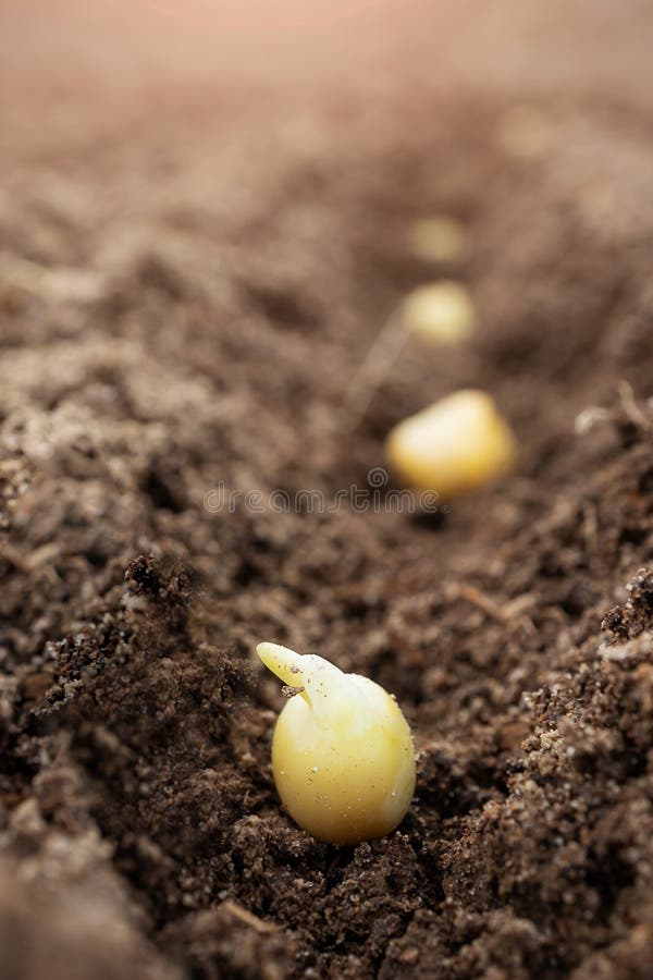 Pea seeds in the soil, macro photo. The concept of planting and growing legumes