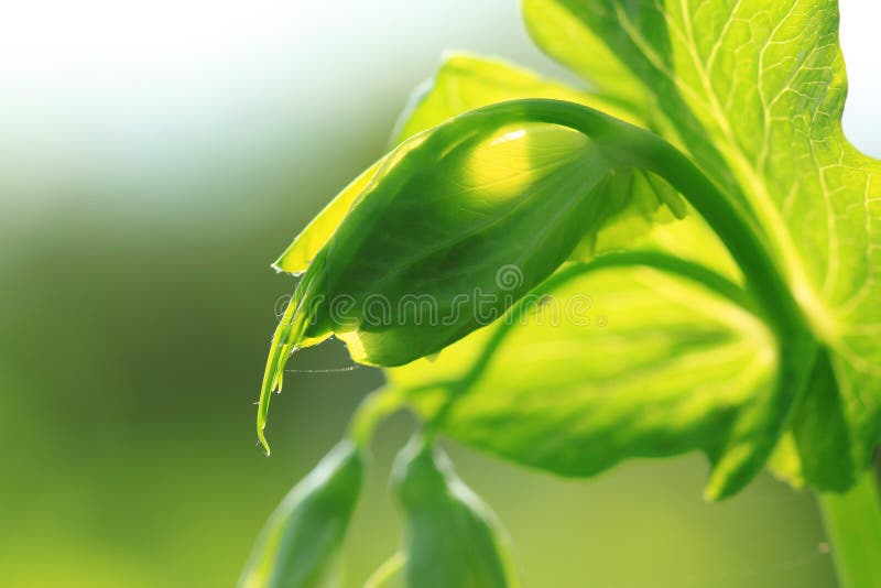 Sunlighted pea shoot - summer vegetable