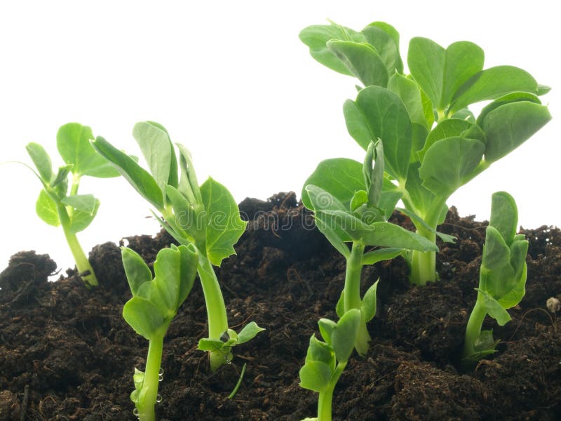 Green plant shoots in compost. Green plant shoots in compost