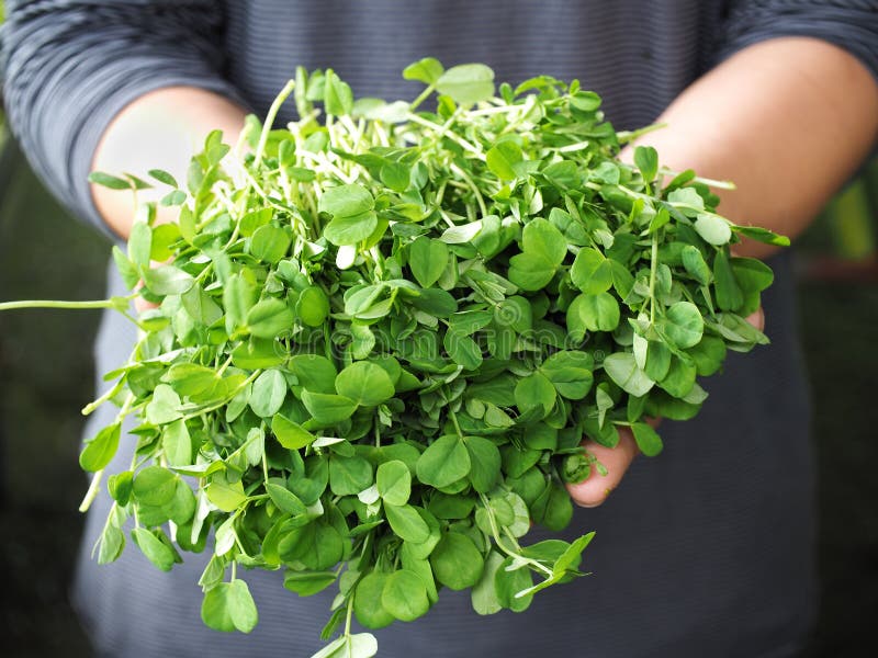 Fresh pea shoots held on man hands