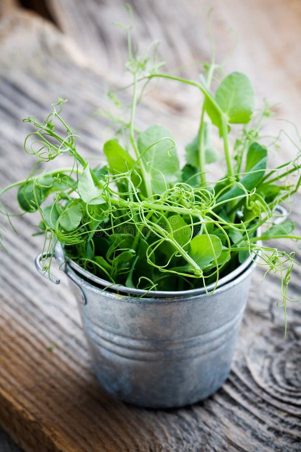 Fresh pea sprouts in little bucket, selective focus