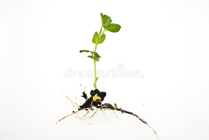 A pea sprout isolated on a white