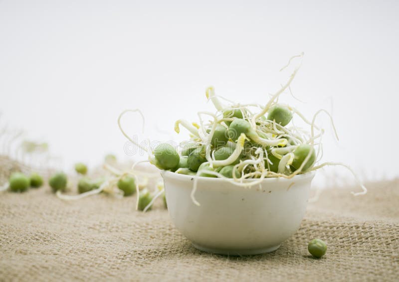 Pea Sprouts.Beans and Roots on White Background Stock Image Image of