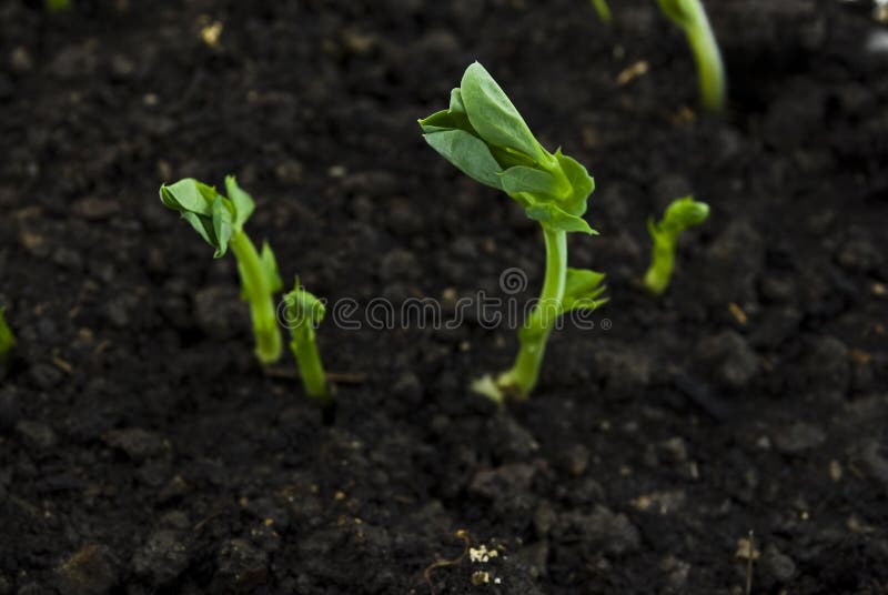 A pea sprouts in soil. Germinating shot