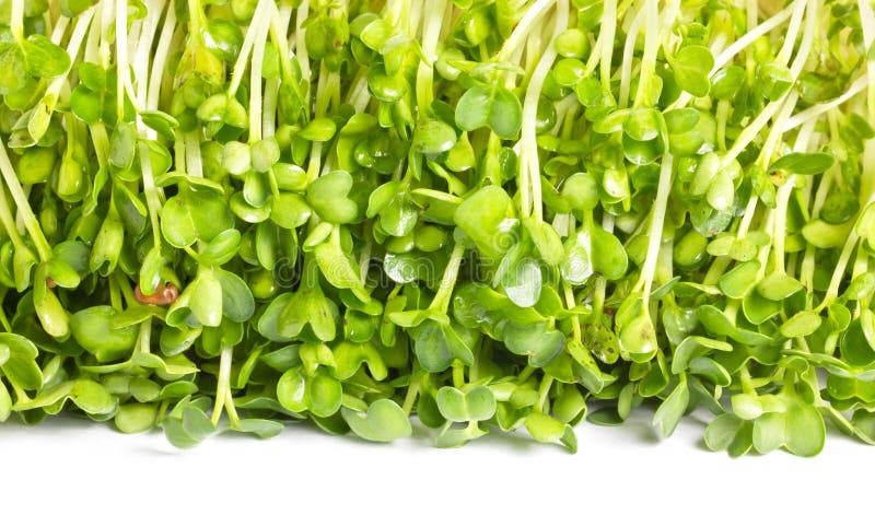 Pea Sprouts, Organic Chinese vegetables Frame. Pea Sprouts, Organic Chinese vegetables Frame.