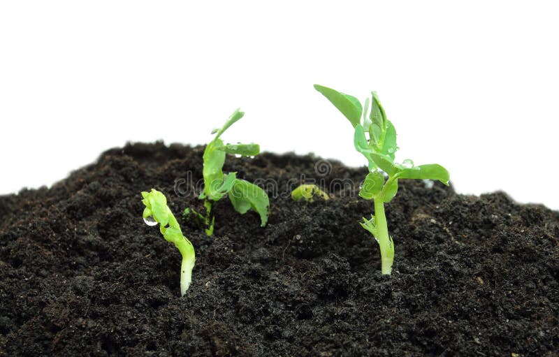 Young pea plants sprouting in fertile soil. Young pea plants sprouting in fertile soil