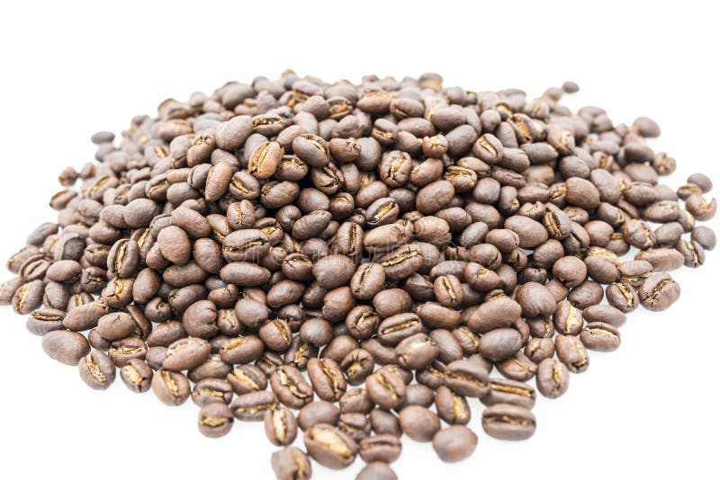 Peaberry Arabica Coffee Bean Drying in the Sun at Chiangrai Thailand