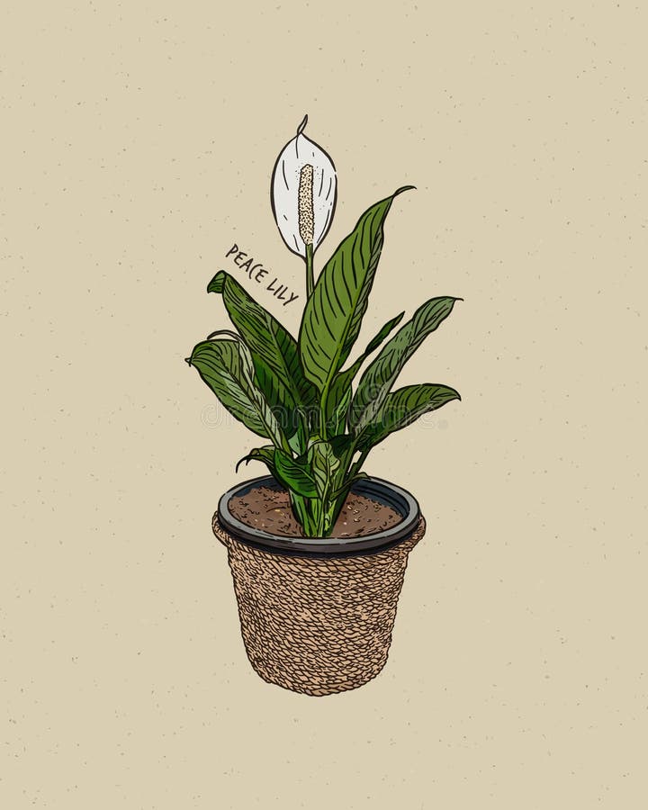 Peace Lilies. Hand Draw Sketch Vector Stock Vector - Illustration of