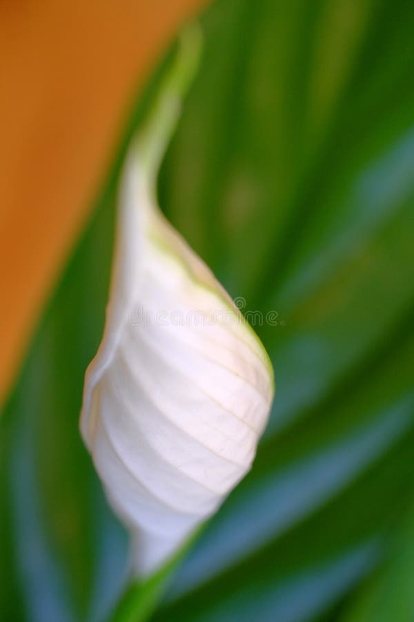 Peace lily stock photo. Image of lily, pollen, close 144628336