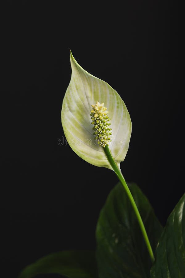 Peace Lily Flower Isolated on Black Background Stock Photo Image of