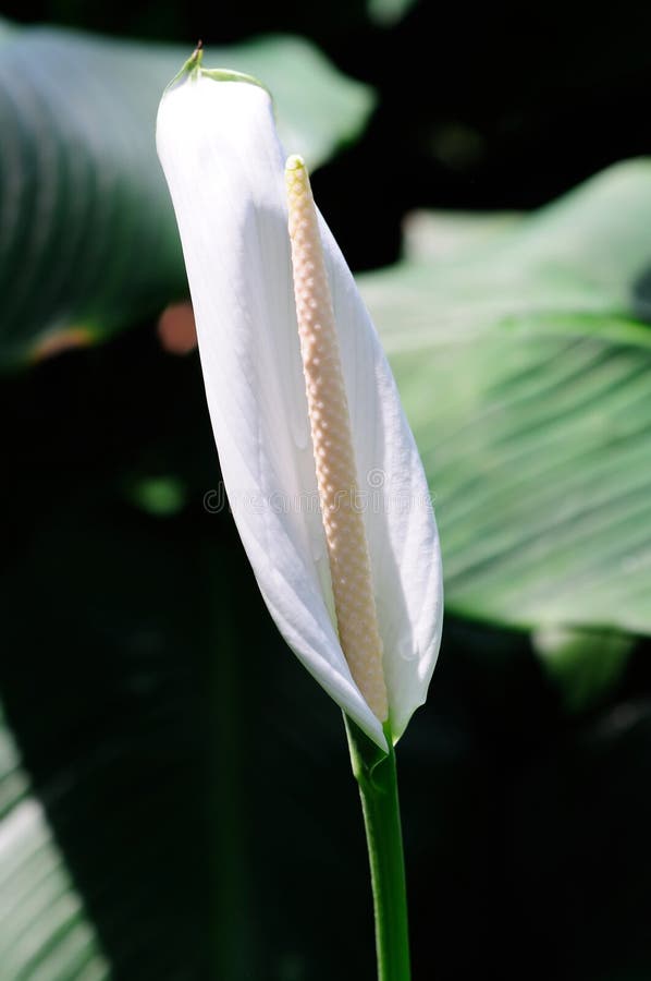 A Peace Lily Flower stock photo. Image of flora, spathiphylleae 220121014