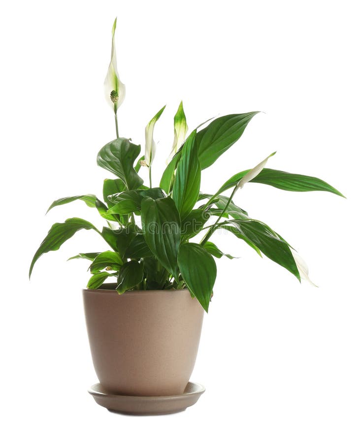 Peace lily in pot on white stock photo. Image of house 145025016