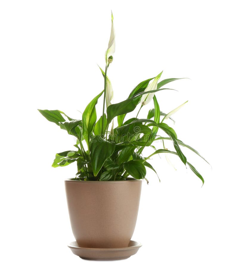 Peace lily in pot isolated stock photo. Image of decorative 145025160