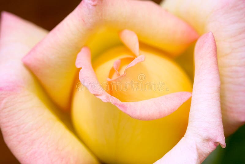 Peace Rose stock photography Peace Rose stock photography
