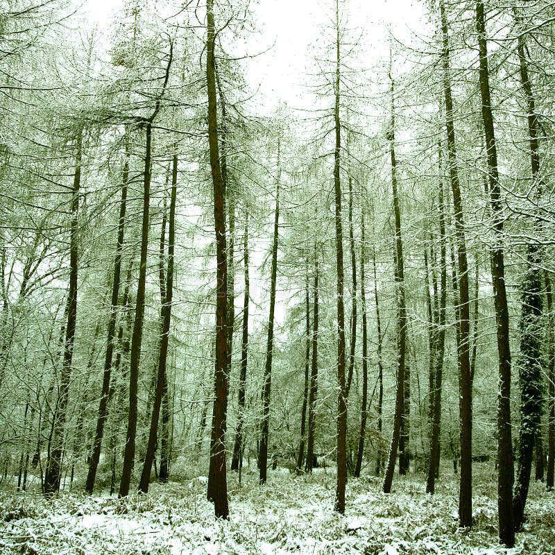 peaceful alpine forest covered in snow