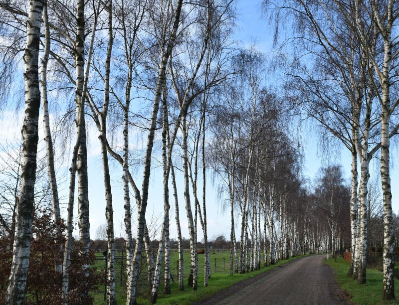 1 826 Tree Lined Road Sky Photos Free Royalty Free Stock Photos From Dreamstime