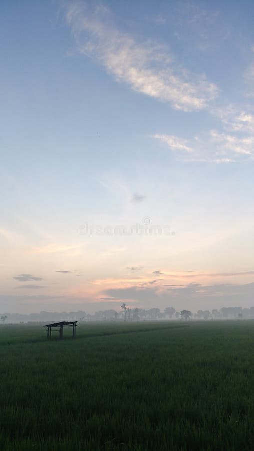 Peaceful Dawn over Rice Fields and Hut. royalty free stock images