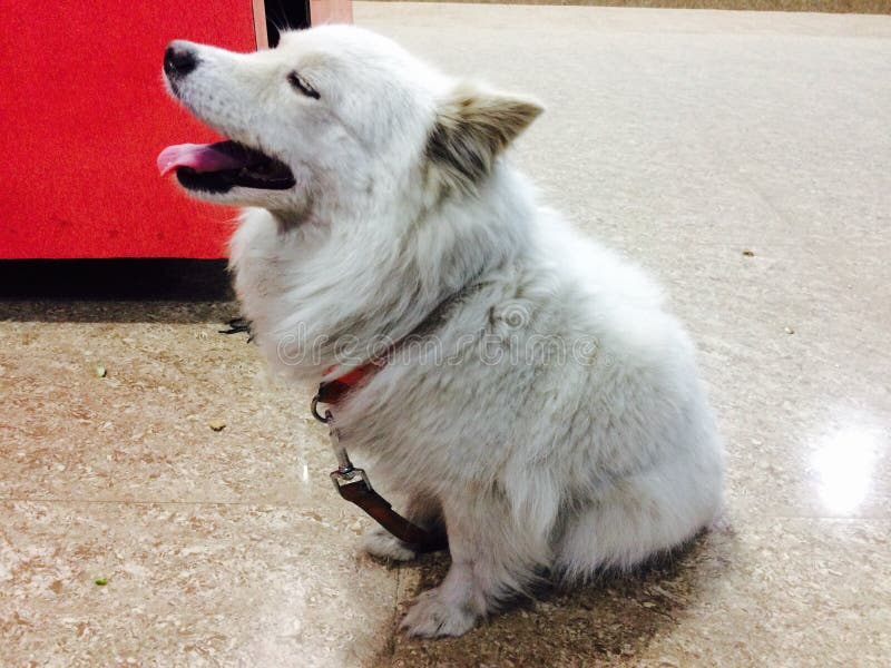 Peaceful dog stock photo. Image of wrinkled, clever, wrinkles 45831974