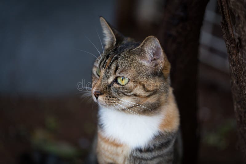 A Peaceful Domestic Short Haired Tabby Cat. Stock Image Image of