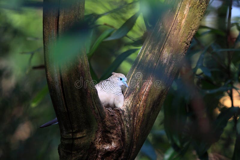 A pigeon native to Australia the Peaceful Dove or Zebra Dove, sitting in a forked branch in the sunlight. A pigeon native to Australia the Peaceful Dove or Zebra Dove, sitting in a forked branch in the sunlight.