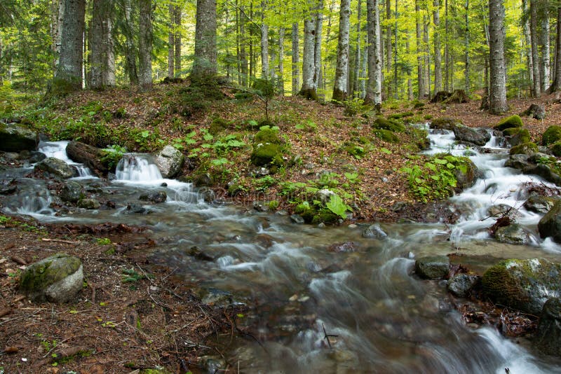 A tranquil creek cascading down a jagged landscape of moss-covered rocks  and lush foliage Stock Photo - Alamy