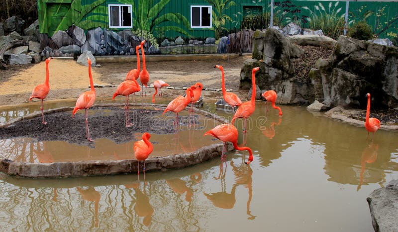 Peaceful image of several flamingos in pond water, Baltimore Zoo, Maryland,2015