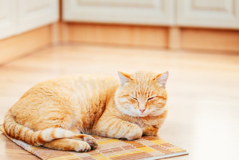 Peaceful Orange Red Tabby Cat Male Kitten Sleeping royalty free stock photos Peaceful Orange Red Tabby Cat Male Kitten Sleeping royalty free stock photos