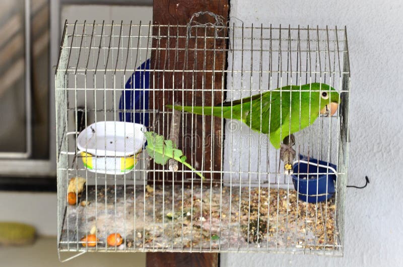 A Peaceful Pionus Maximiliani Bird Inside the Cage Stock Image Image