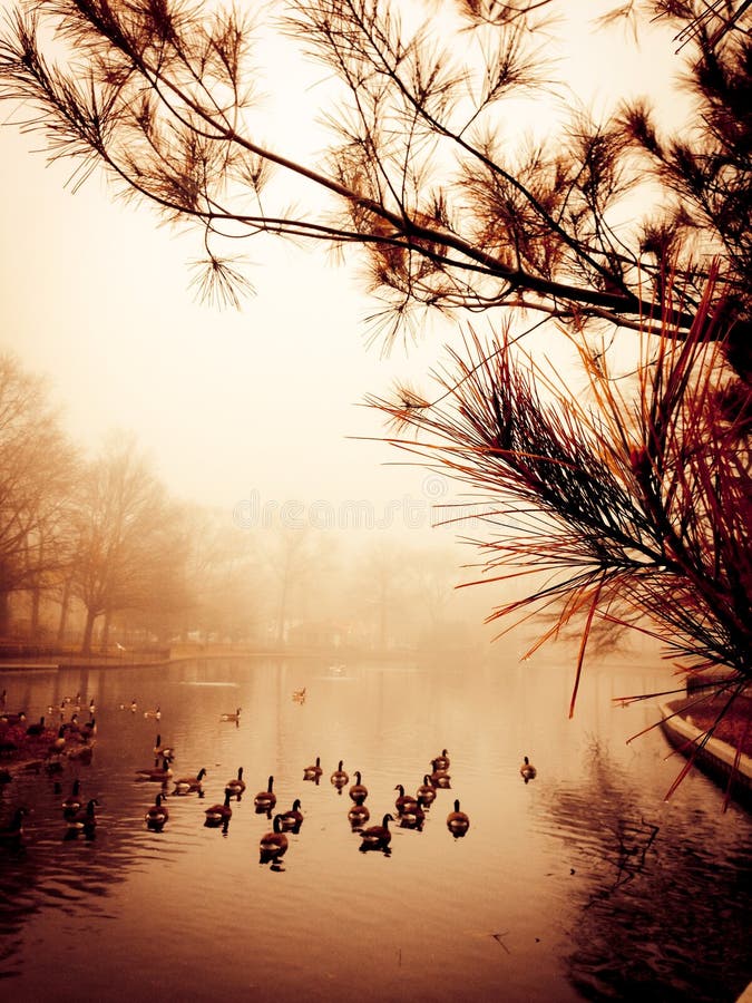 Tranquillo laghetto con anatre e pino in una nebbiosa mattina 