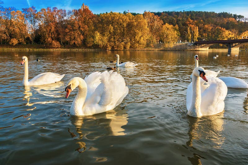 Peaceful white swans floating on the river near bridge in autumn