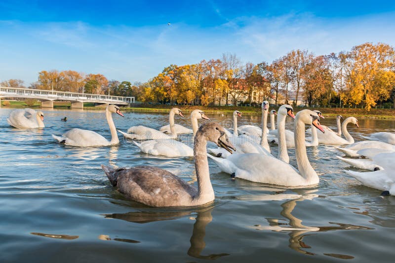 Peaceful white swans floating on the river near bridge in autumn