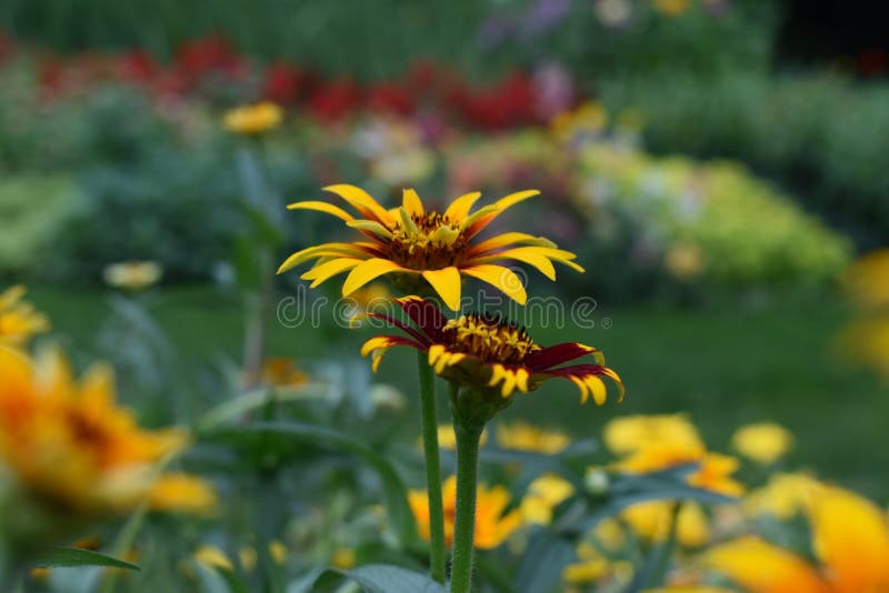 Peaceful yellow flower royalty free stock photos Peaceful yellow flower royalty free stock photos