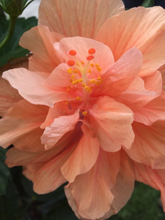 Peach Beauty stock image. Image of peach, plant, hibiscus 72468513