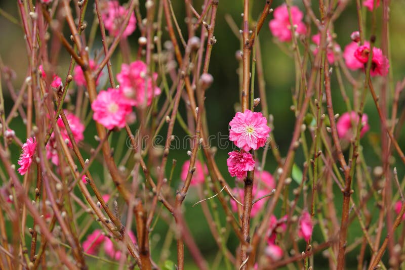 Peach Blossom , Flower for Chinese New Year Stock Photo Image of