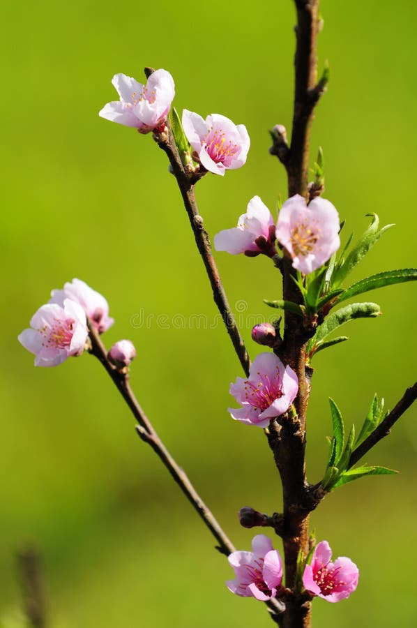 Peach Blossom stock image. Image of spring, twig, blossom 38035023