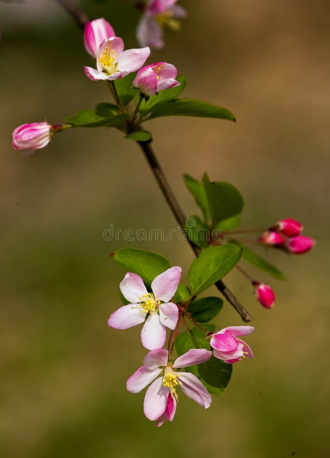 Peach blossom