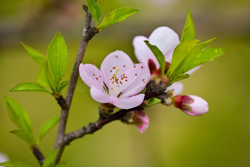 Peach blossom