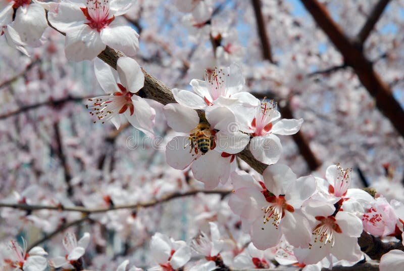 Peach Blossom