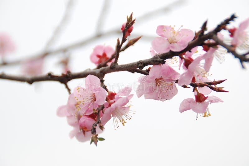 48,674 Peach Blossom Stock Photos - Free & Royalty-Free Stock Photos from  Dreamstime