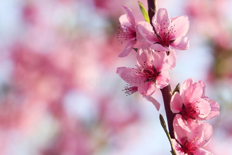 Peach blossom against the light