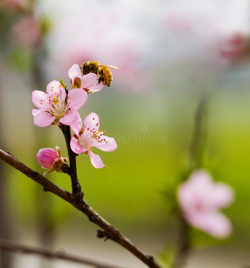 Peach blossom & Bee