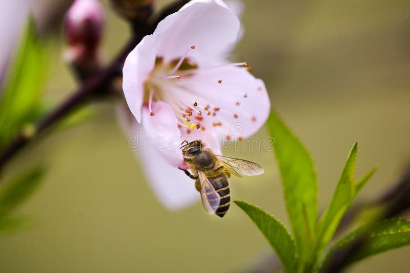 Peach blossom and a bee